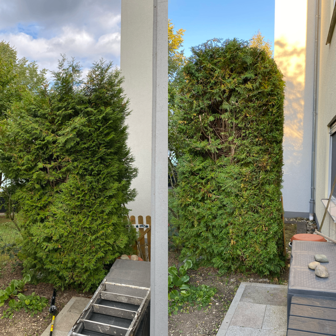 Kundenhecke vor und nach dem Heckenschnitt