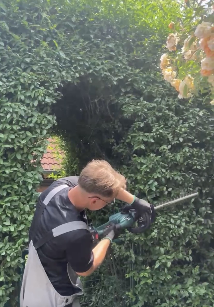 Heckenschnitt durch a bis z gartenpflege in Heidenheim