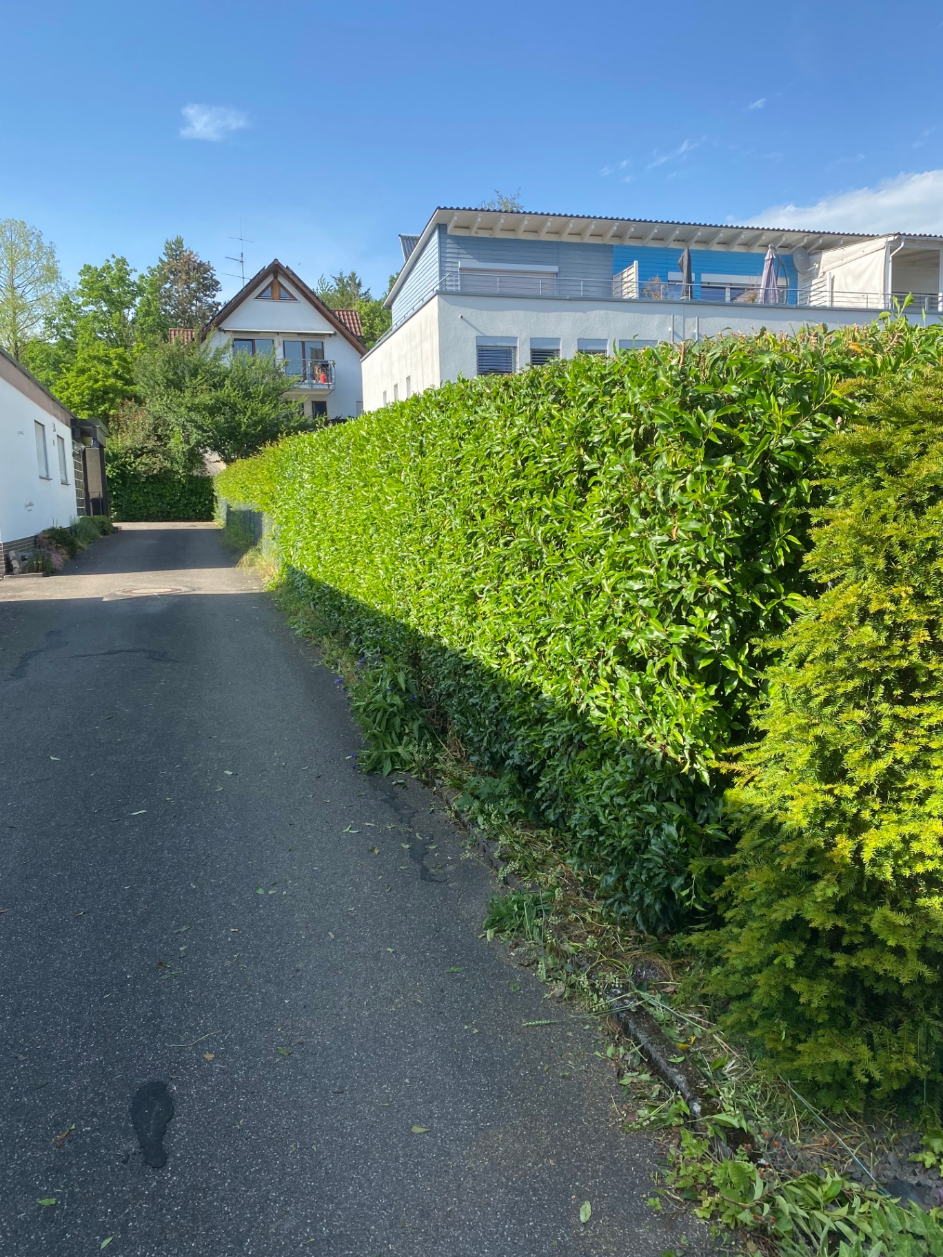 Lange Hecke entlang der Straße perfekt in Form geschnitten