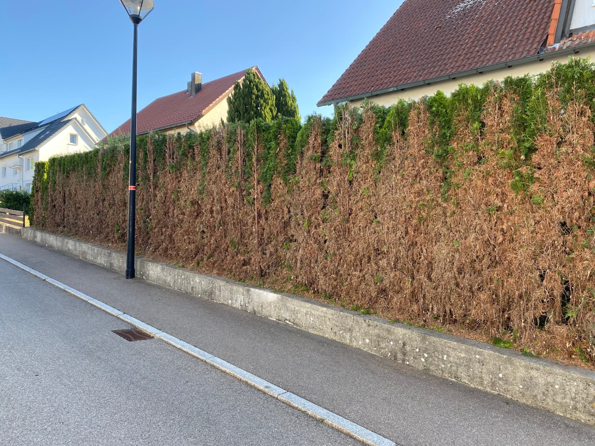 Vertrocknete Thujahecke vor der Pflege in Heidenheim